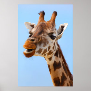 Poster Giraffe Portrait