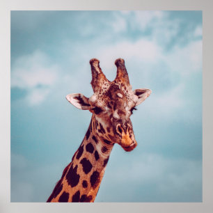 POSTER GIRAFFE PORTRAIT
