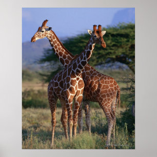 Poster Giraffe réticulée 2
