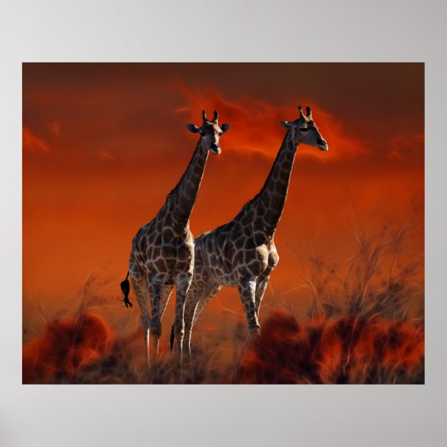 Poster Giraffe série de la vie sauvage sud-africaine (Devant)