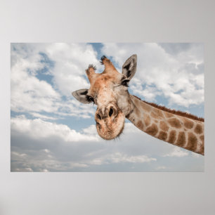 Poster Giraffe up Close