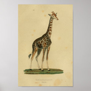 Poster Giraffe vintage Art animal Imprimer Histoire natur