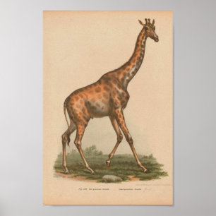 Poster Giraffe vintage Art animal Imprimer Histoire natur