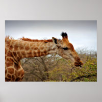 Giraffe Zulu Nyala Game Reserve Afrique du Sud
