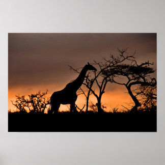Poster Giraffe Zulu Nyala Game Reserve Afrique du Sud