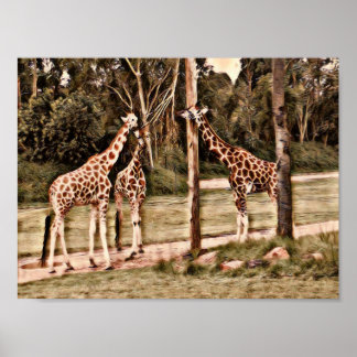 Poster Giraffes