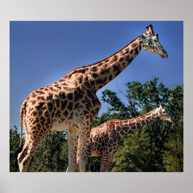 Poster Giraffes (Devant)