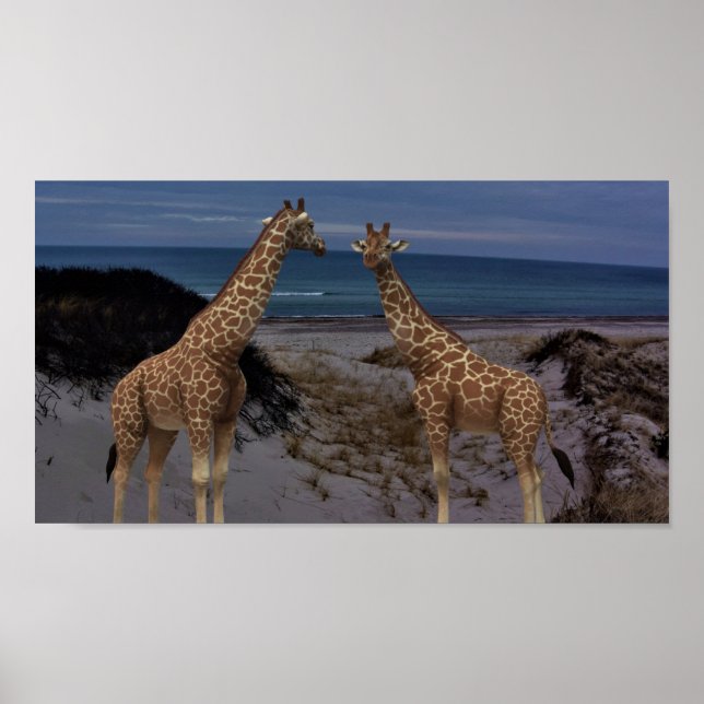 Poster Giraffes (Devant)
