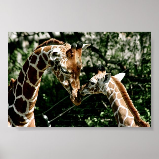 Poster Giraffes (Devant)