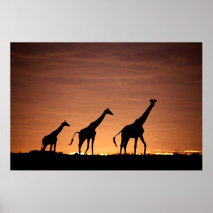 Poster Giraffes at Sunset