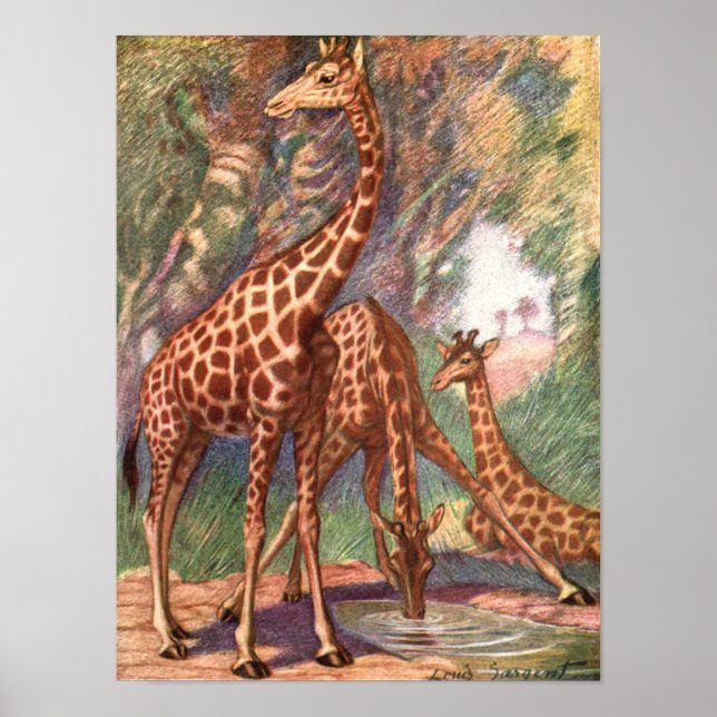 Poster Giraffes de Louis Sargent, Animaux d'Afrique Vinta (Devant)