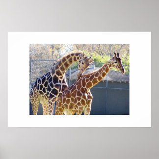 Poster Giraffes en amour