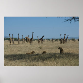Poster Giraffes et Lions