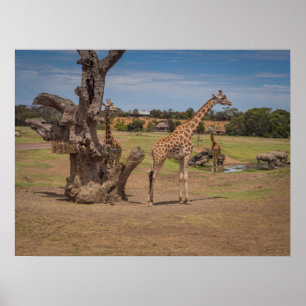 Poster Giraffes Safari et Rhinos sauvages sur Plaines ouv