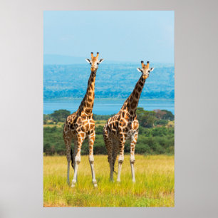 Poster Giraffes sur la Savanna, Ouganda
