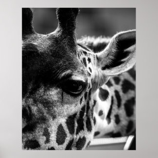 Poster Giraffs Eye