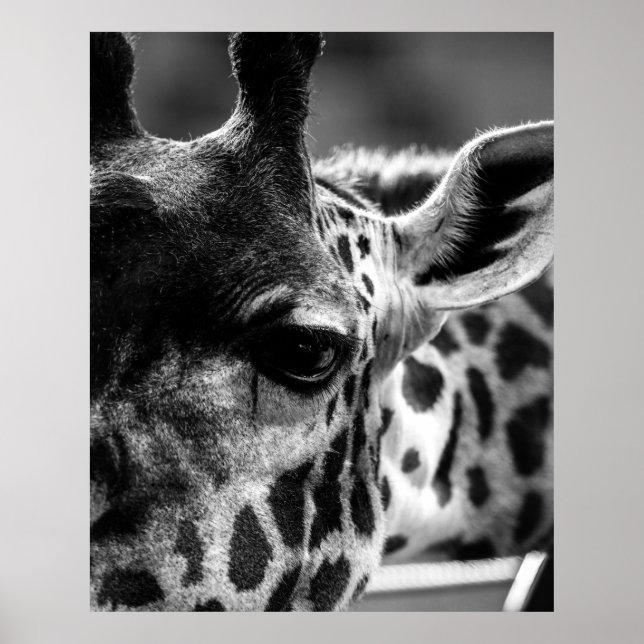 Poster Giraffs Eye (Devant)