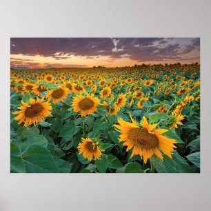 Poster Gisement de tournesol dans Longmont, le Colorado
