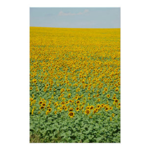 Poster Gisement jaune de tournesol