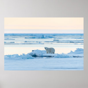 Poster Glace et neige   Ours polaire Iceberg Norvège