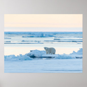 Poster Glace et neige Ours polaire Iceberg Norvège