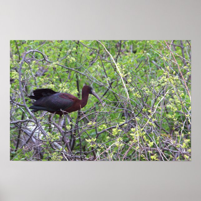Poster glacé Ibis (Devant)