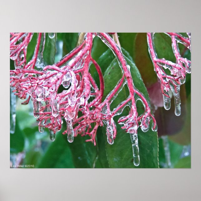 Poster "Glace rose" sur l'affiche de la tempête d'hiver (Devant)