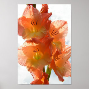 Poster Gladiolas