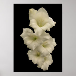 Poster Gladiolas