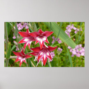 Poster Gladiolas rouge et blanc Botanique d'été
