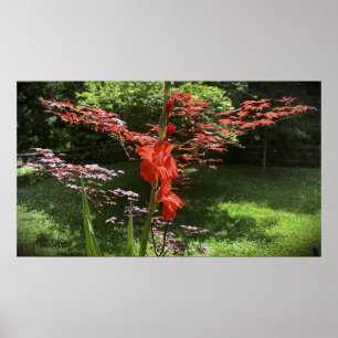 Poster Gladioli,