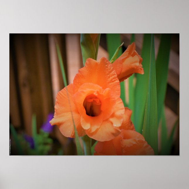 Poster Gladioli, (Devant)