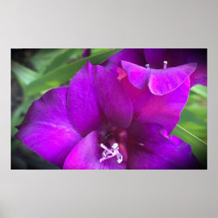 Poster Gladioli, 