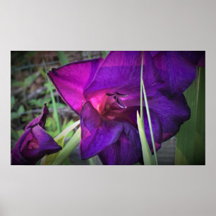 Poster Gladioli,