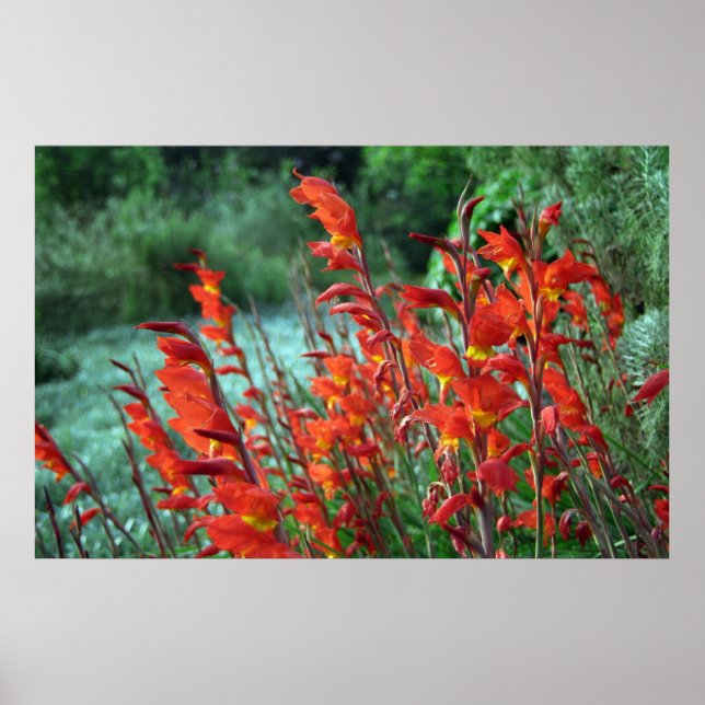 Poster Gladioli Flowers Photo (Devant)
