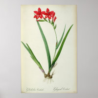 Gladiolus Cardinalis, de "Les Liliacées", 1805