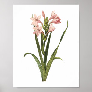 Poster gladiolus(Gladiolus laccatus) par Redouté