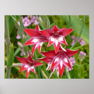 Poster Glaïeuls rouges et blancs Été botanique