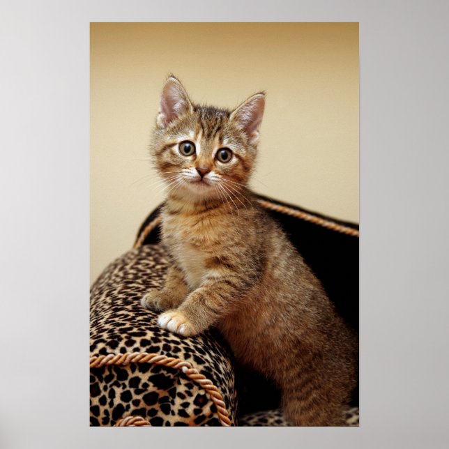 Poster Glamor Girl (Devant)