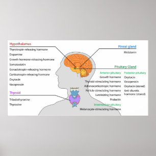 Poster Glande endocrinienne et Hormones de la tête et du 