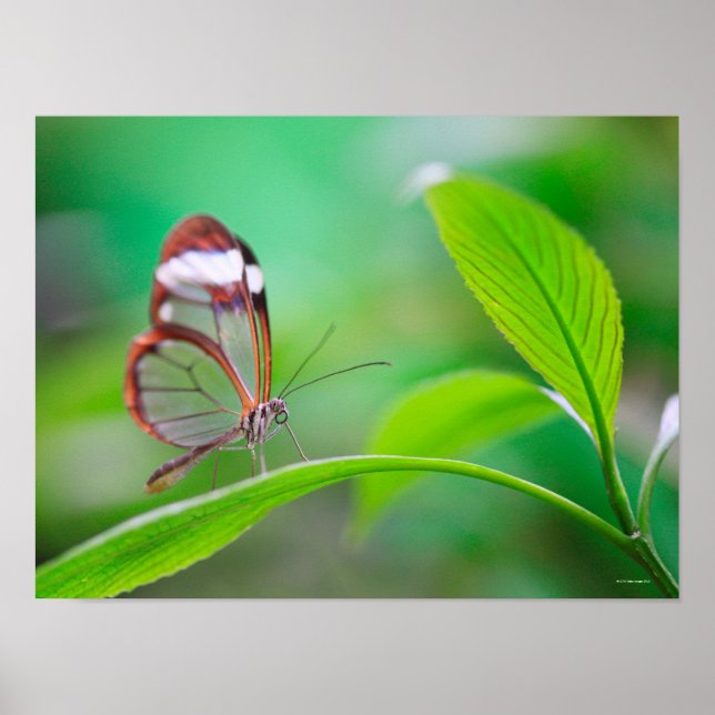 Poster Glass wing butterfly relaxing on fresh green (Devant)