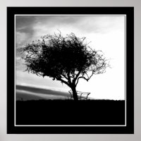 Glastonbury Hawthorn. Arbre. Noir et Blanc.