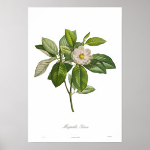 Poster Glauca de magnolia