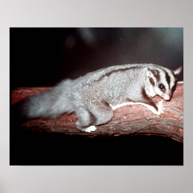 Poster Glider de sucre - Petaurus breviceps (Devant)