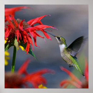 Poster Gloire aux colibris