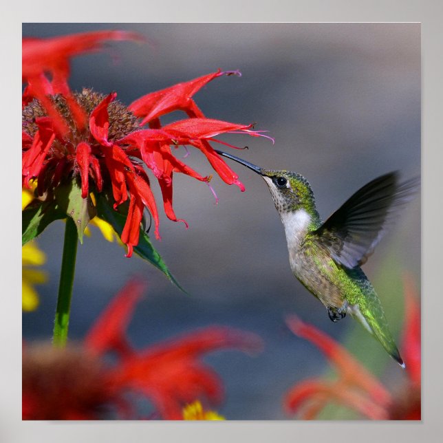Poster Gloire aux colibris (Devant)