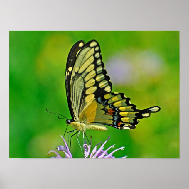 Poster Gloire aux papillons (Devant)