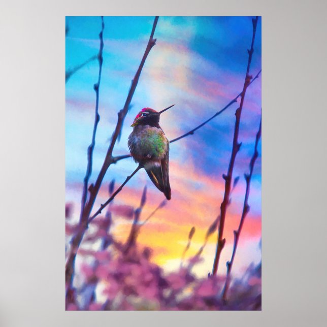 POSTER GLOIRE DU LEVER HUMMINGBIRD (Devant)