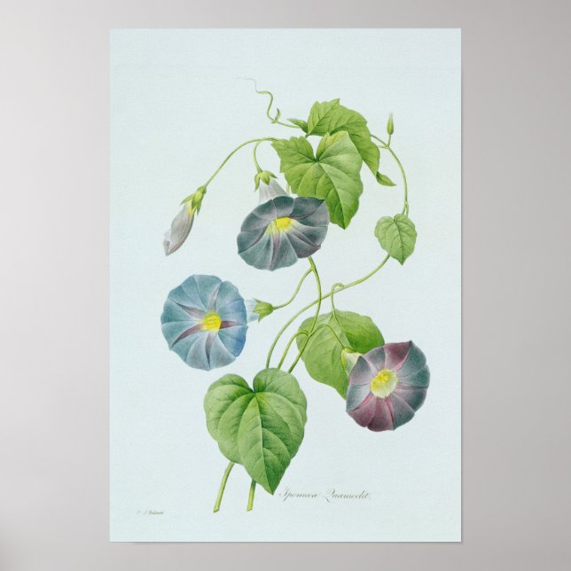 Poster Gloire du matin (Devant)