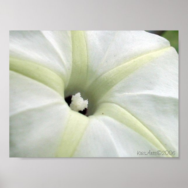 Poster Gloire du matin (Devant)